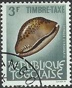 Rat Cowrie (Cypraea stercoraria)