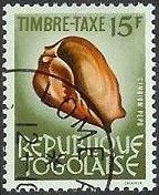 African Neptune Volute (Cymbium pepo)