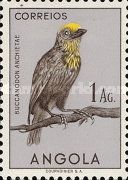 Anchieta's Barbet (Buccanodon anchietae)