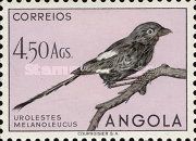 Magpie Shrike (Urolestes melanoleucus)
