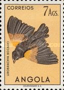 Fan-tailed Widowbird (Urobrachya bocagei)