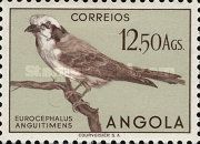 White-crowned Shrike (Eurocephalus anguitimens)