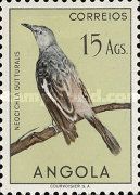Babbling Starling (Neocichla gutturalis)