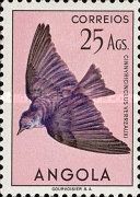 Violet-backed Starling (Cinnyricinclus verreauxi)