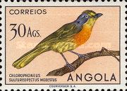 Sulphur-breasted Bushshrike (Chlorophoneus sulfureopectus..)