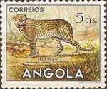 Leopard (Panthera pardus)