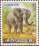 African Elephant (Loxodonta africana)