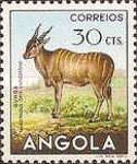 Common Eland (Taurotragus oryx)