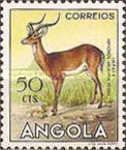 Impala (Aepyceros melampus)