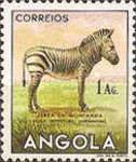 Hartmann's Mountain Zebra (Equus zebra hartmannae)