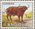 African Buffalo (Syncerus caffer)