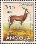 Springbok (Antidorcas marsupialis)