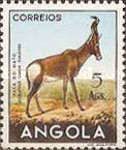 Red Hartebeest (Alcelaphus buselaphus caama)