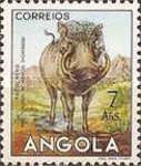 Desert Warthog (Phacochoerus aethiopicus)