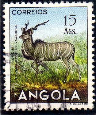 Greater Kudu (Tragelaphus strepsiceros)