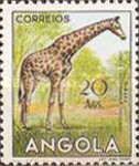 Giraffe (Giraffa camelopardalis)