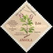 Medicine Congress, Securidaca longipedunculata