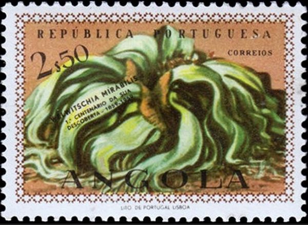 Welwitschia mirabilis
