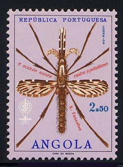 Anopheles Mosquito (Anopheles sp.)