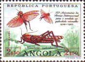 Red Locust (Nomadacris septemfasciata)
