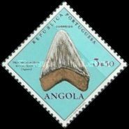 Procarcharodon Megalodon L.