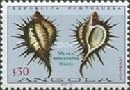 Murex (Murex melananiathos)