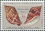 Bubonian Conch (Strombus latus)