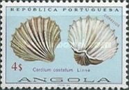 Great Ribbed Cockle (Cardium costatum)
