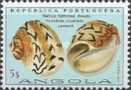 Lightning Moon Snail (Natica fulminea)