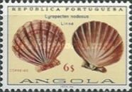 Lion's Paw Scallop (Lyropecten nodosus)