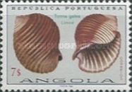 Giant Tun (Tonna galea)