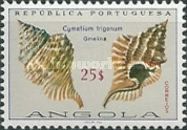 Trigonal Hairy Triton (Cymatium trigonum)