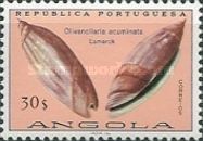 Pointed Ancilla (Olivancilaria acuminata)