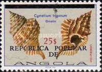 Trigonal Hairy Triton (Cymatium trigonum)