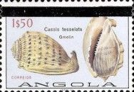 West African Helmet (Cassis tessellata)