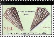 Butterfly Cone (Conus prometheus)