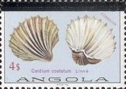 Great Ribbed Cockle (Cardium costatum)