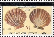 Lion's Paw Scallop (Lyropecten nodosas)
