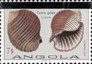 Giant Tun (Tonna galea)