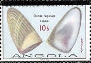 (Donax rugosus)