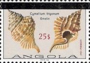 Trigonal Hairy Triton (Cymatium trigonum)