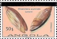 Pointed Ancilla (Olivancilaria acuminata)