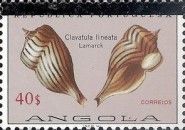 Wavy-line Turrid (Clavatula lineata)
