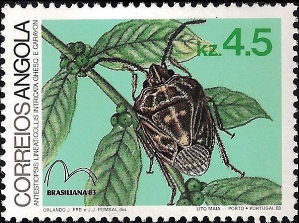 West African Coffee Bug (Antestiopsis intricata)