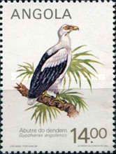 Palm-nut Vulture (Gypohierax angolensis)