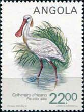 African Spoonbill (Platalea alba)