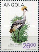 Grey crowned crane (Balearica regulorum)