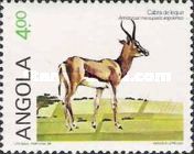 Angolan Springbok (Antidorcas marsupalis angolensis)