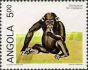 Chimpanzee (Pan troglodytes)