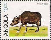 African Buffalo (Syncerus caffer)